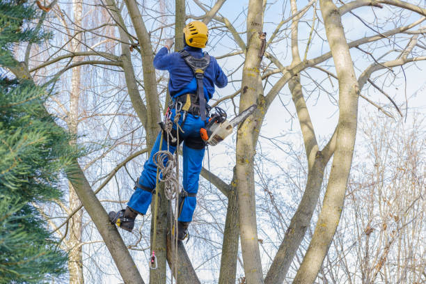 Best Storm Damage Tree Cleanup  in East Berwick, PA