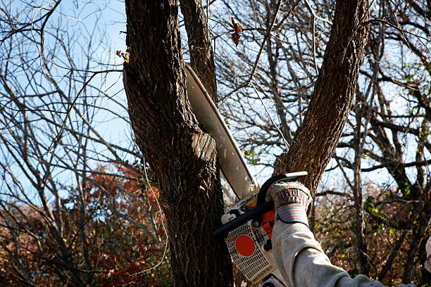 How Our Tree Care Process Works  in  East Berwick, PA